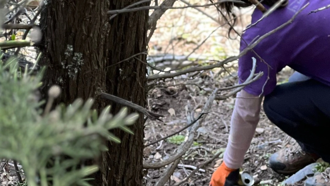 Jornada de limpieza en el bosque